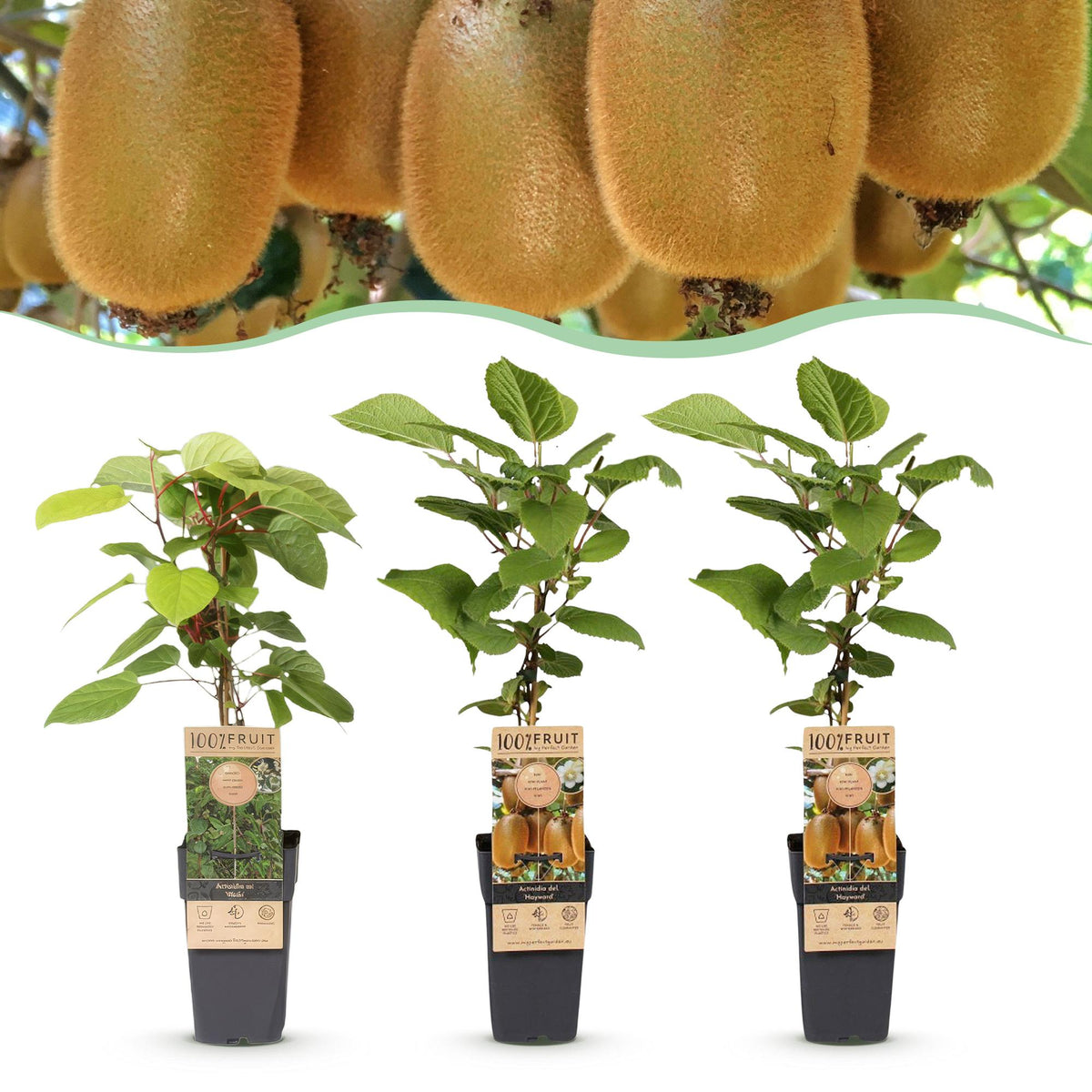 Actinidia 'Weiki & Hayward' (kiwi plant) – Ø15 cm, 50 cm high