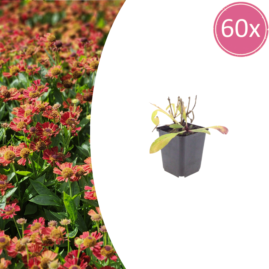 Helenium 'Moerheim Beauty' (zonnekruid) – 60 planten, Ø9 cm, 10–25 cm hoog