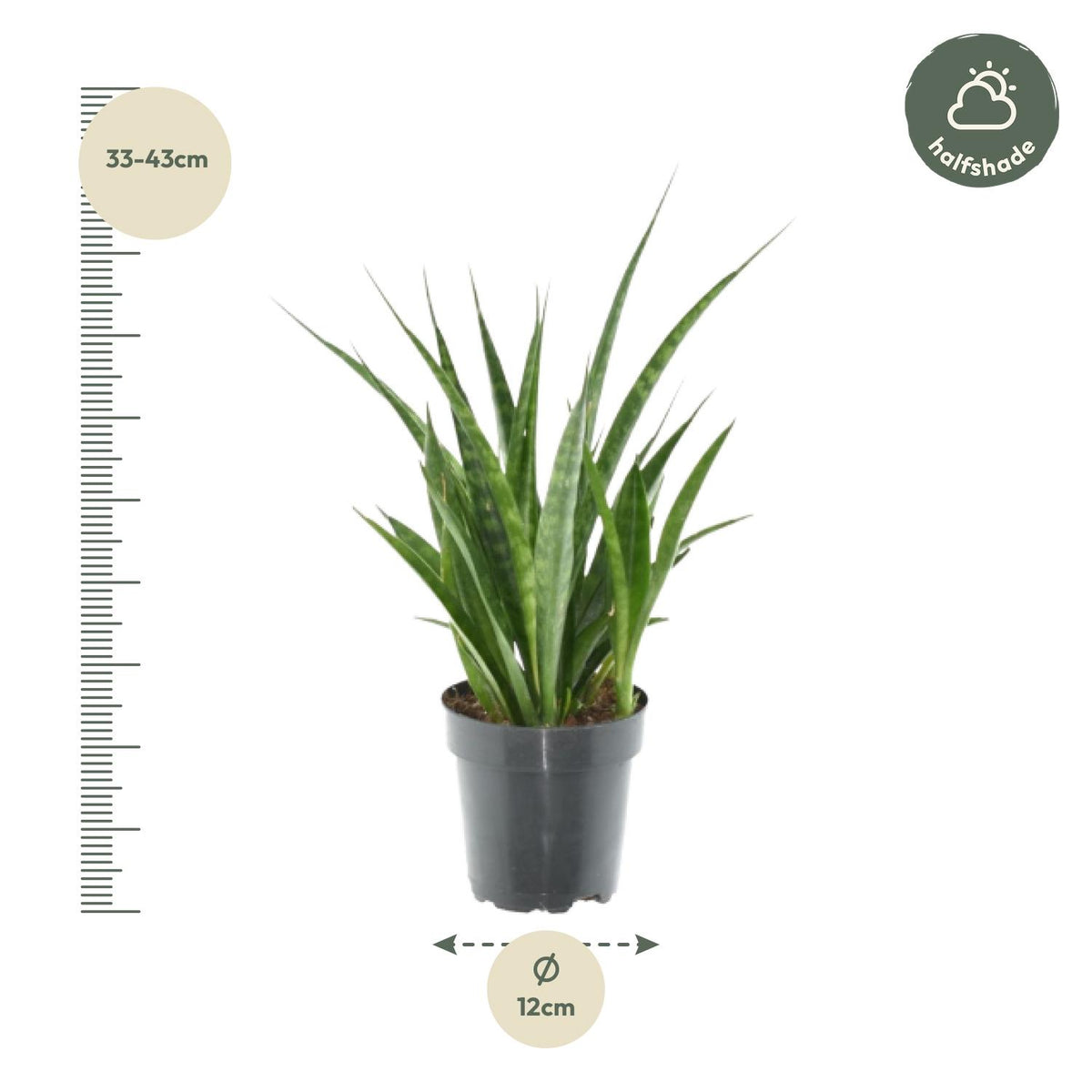 3× Sansevieria Kirkii (svigermors skarpe tunge) – Ø12 cm, 38 cm høj