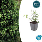 Euonymus fort. 'Coloratus' (burning bush) – 12 plants, Ø9 cm, 10–25 cm high
