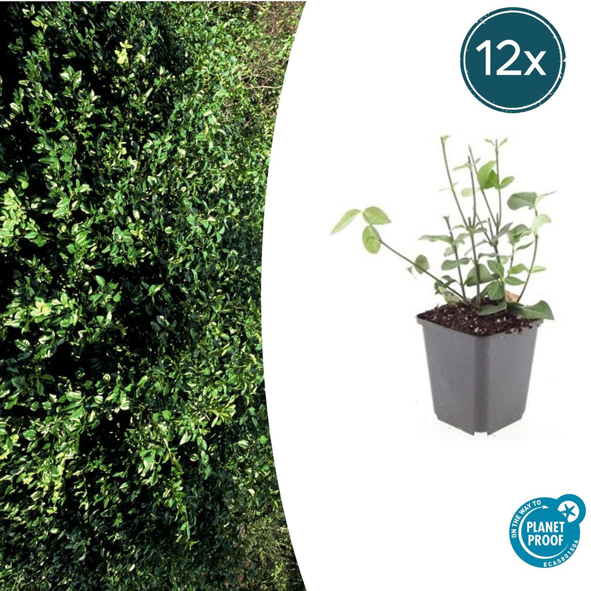 Euonymus fort. 'Coloratus' (burning bush) – 12 plants, Ø9 cm, 10–25 cm high – photo 2