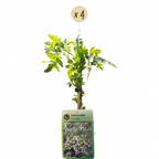 Jasminum officinale (jasmin commun) – blanc – 4 plantes, Ø9 cm, 35 cm de haut