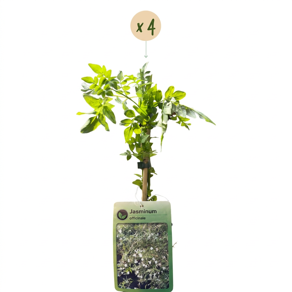 Jasminum officinale (echte jasmijn) – wit – 4 planten, Ø9 cm, 35 cm hoog – billede 2