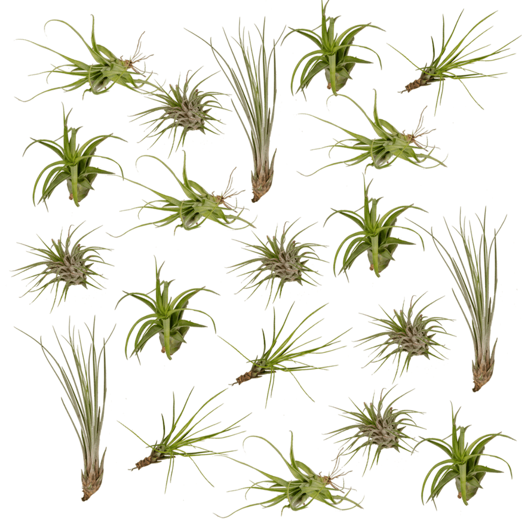 20× Tillandsia Air mix (plante aérienne) – Ø6 cm, 6 cm de haut