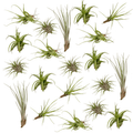 20× Tillandsia Air mix (plante aérienne) – Ø6 cm, 6 cm de haut