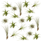 20× Tillandsia Air mix (plante aérienne) – Ø6 cm, 6 cm de haut