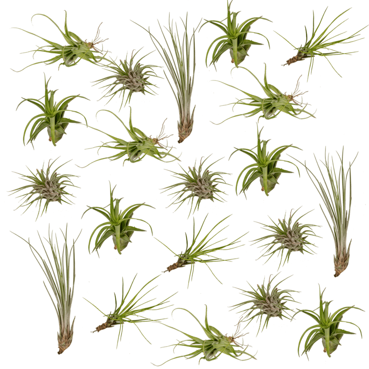 20× Tillandsia Air mix (luftplante) – Ø6 cm, 6 cm høj