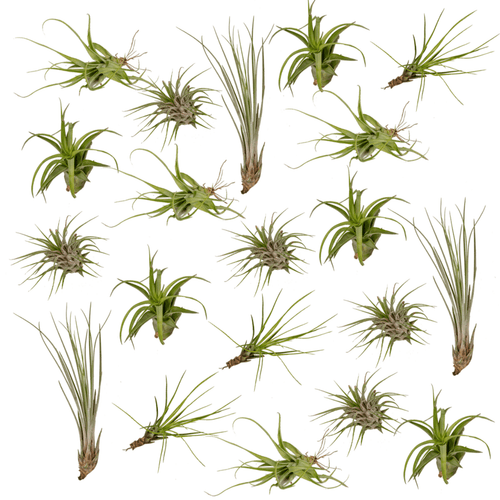 20× Tillandsia Air mix (air plant) – Ø6 cm, 6 cm high