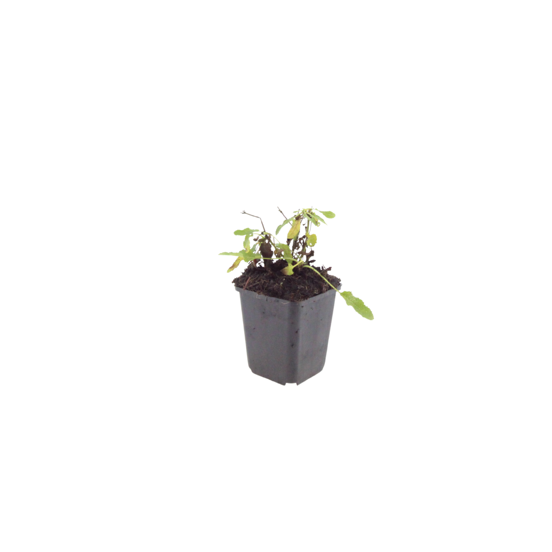 Salvia nemorosa 'Schneehugel' (sauge) – 48 plants, Ø9 cm, 10–25 cm de haut – photo 2