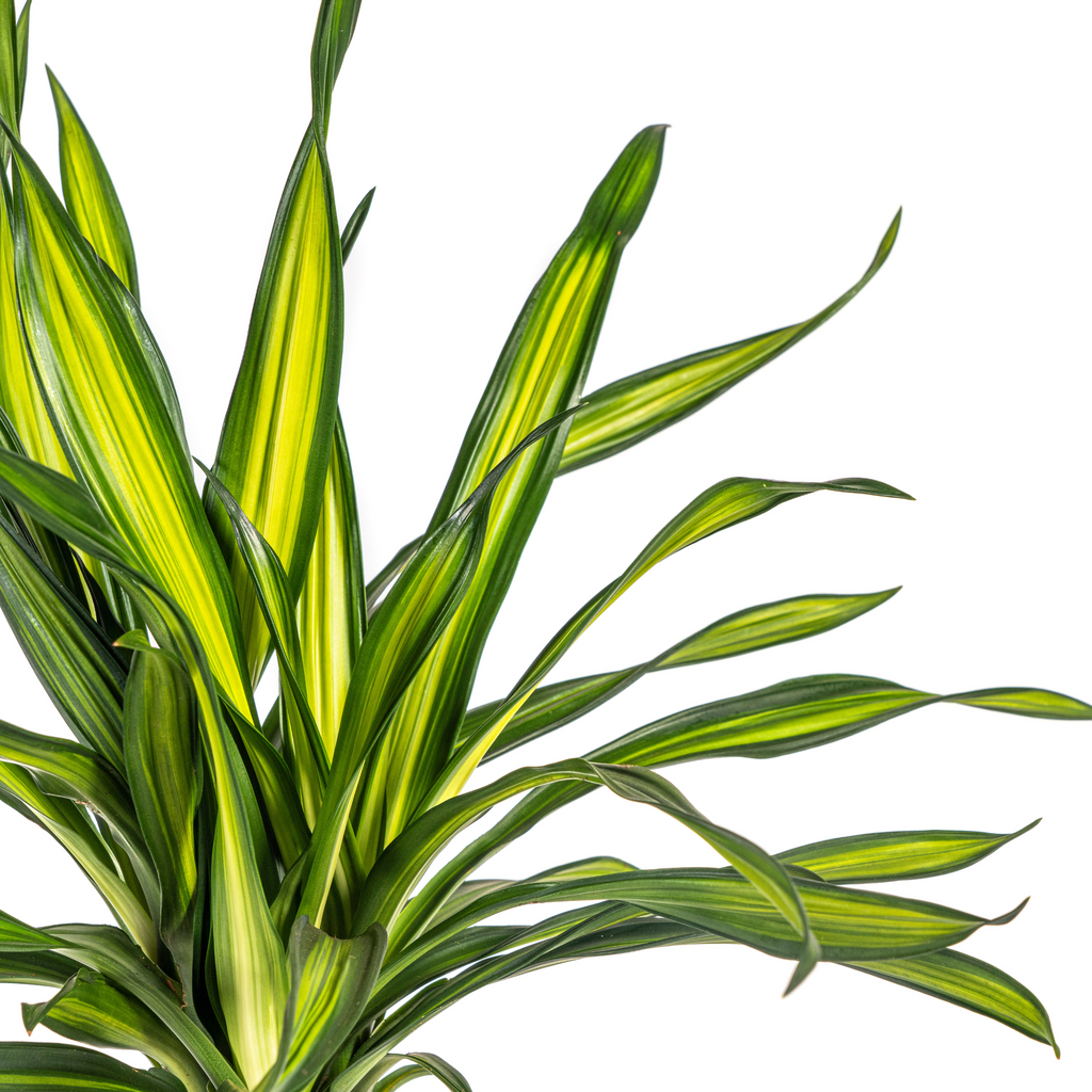 Dracaena Deremensis Rikki (arbre dragonnier) – Ø19 cm, 70–90 cm de haut