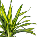 Dracaena Deremensis Rikki (arbre dragonnier) – Ø19 cm, 70–90 cm de haut