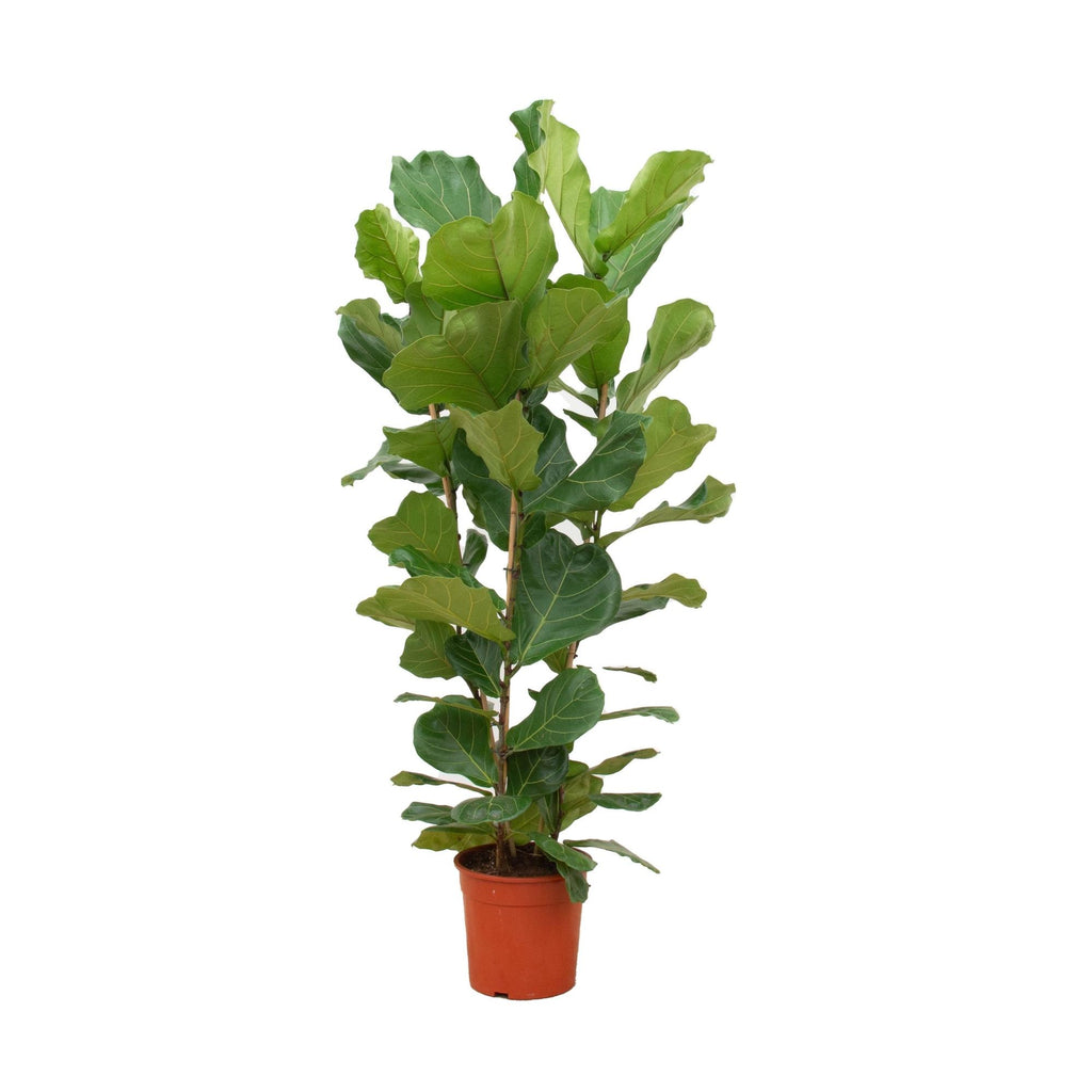 Ficus lyrata busk (fiolinfigen) – Ø27 cm, 150 cm høj