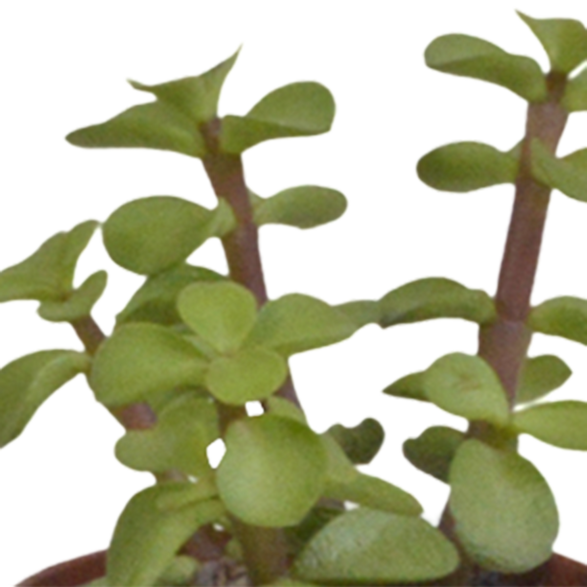 Vetplanten in witte pot – Ø6 cm, 13 cm hoog