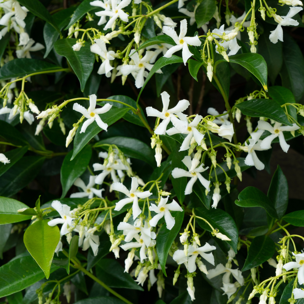 Trachelospermum jasminoides 'Star Of Venice' (Toskanischer Jasmin) – Ø23 cm – Bild 2