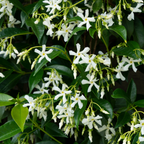 Trachelospermum jasminoides 'Star Of Venice' (Toskanischer Jasmin) – Ø23 cm