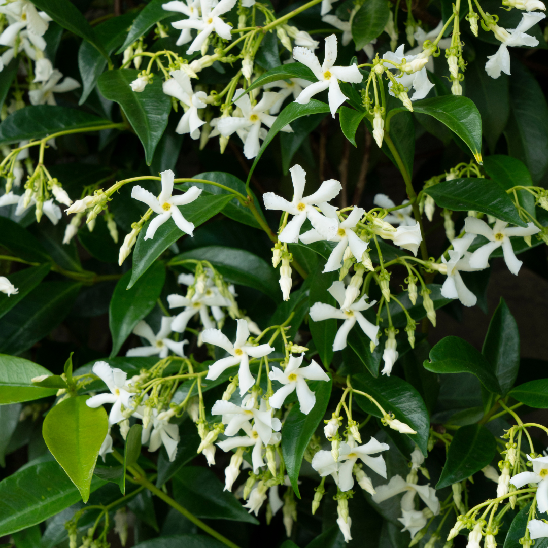 Trachelospermum jasminoides 'Star Of Venice' (Toskanischer Jasmin) – Ø23 cm – Bild 2
