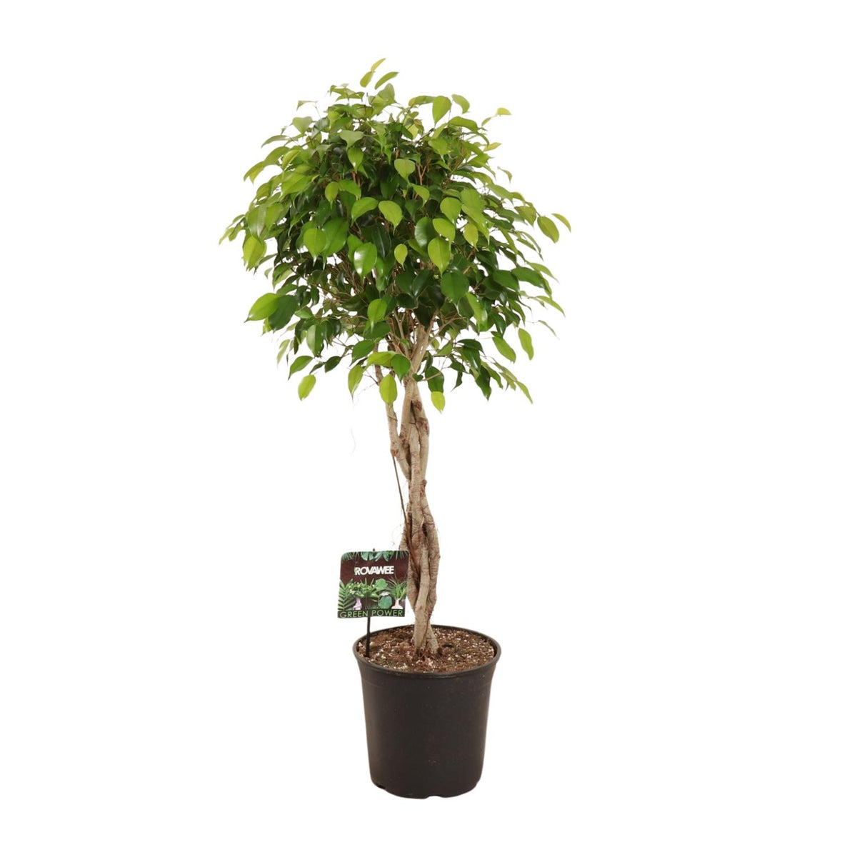 Ficus benjamina Exotica (treurvijg) – Ø27 cm, 120 cm hoog