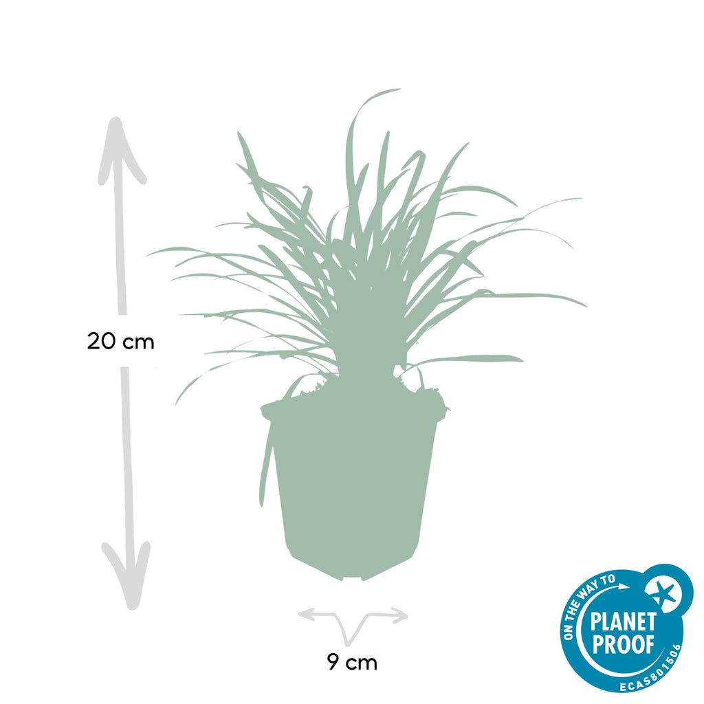 Liriope muscari 'Big Blue' (lily grass) – 60 plants, Ø9 cm, 10–25 cm high – photo 2