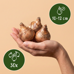 Blumenzwiebelpaket Feuchter Garten – 30 Blumenzwiebeln (Zwiebelgröße 10/12)