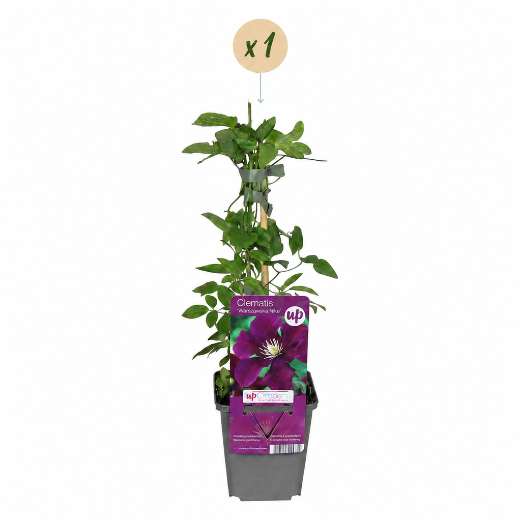 Clematis 'Warszawska Nike' (grimpette) – rouge – 4 plantes, Ø9 cm, 35 cm de haut – photo 2