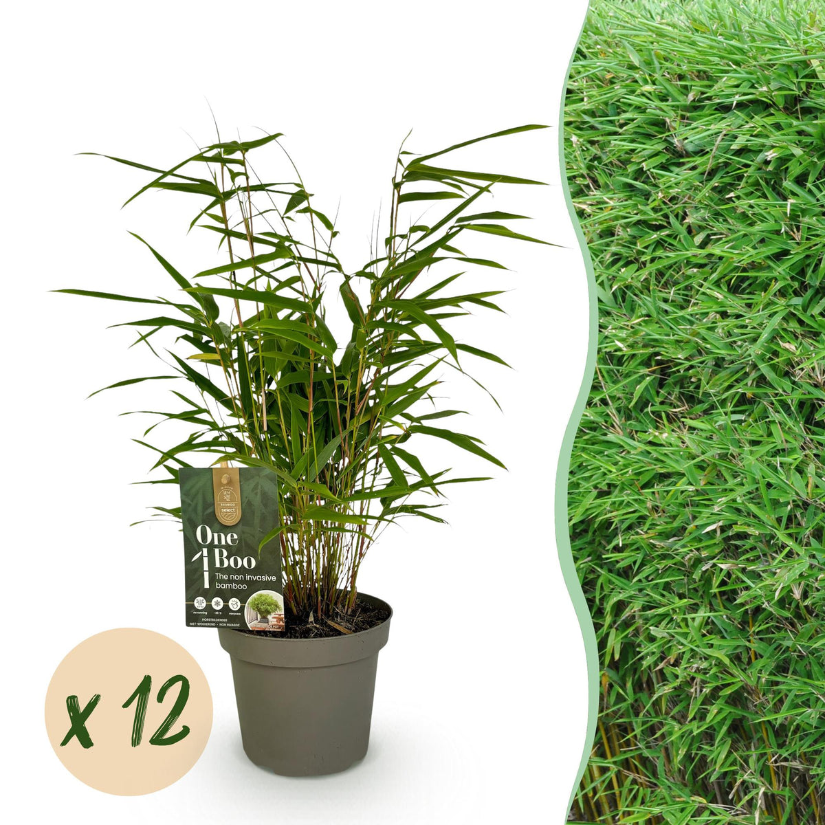 Fargesia rufa (Bambus) – 12 Pflanzen, Ø 14 cm, 35 cm hoch