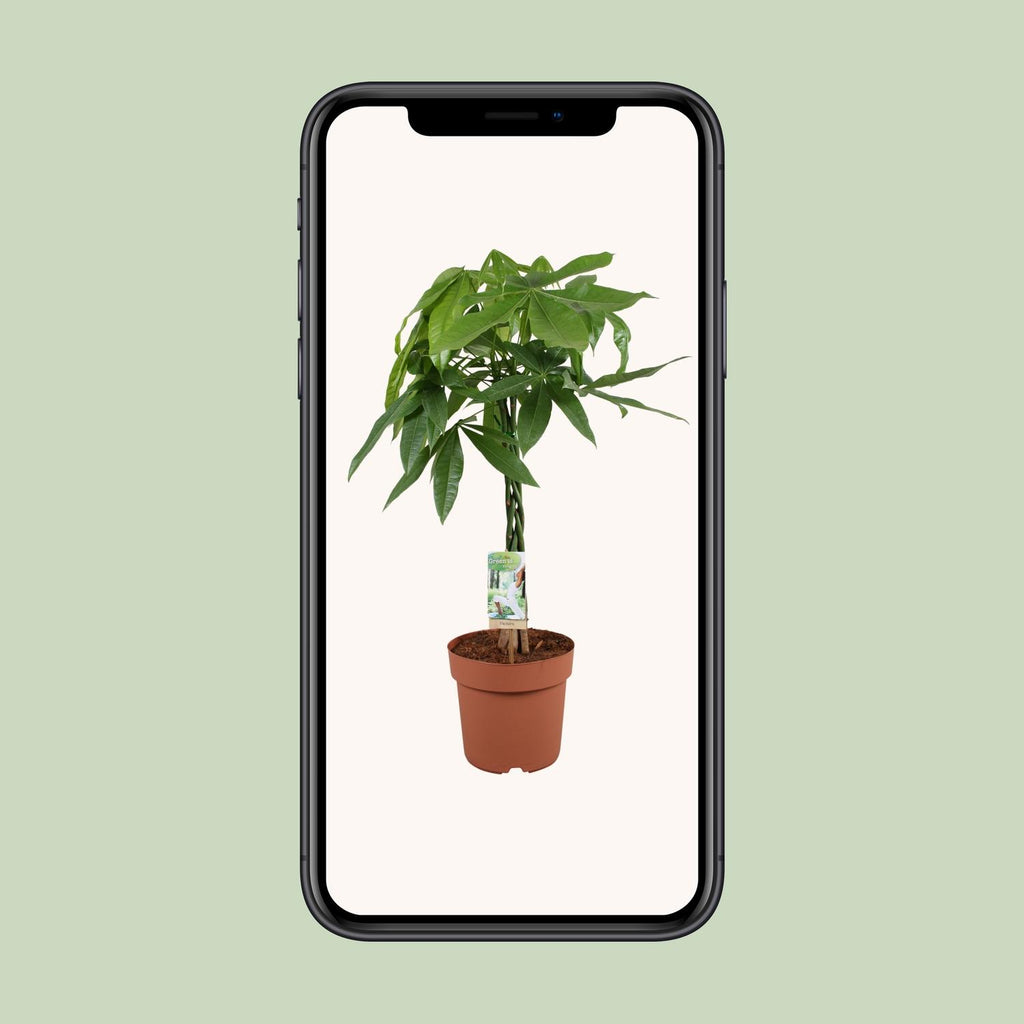 Pachira aquatica (geldboom) – Ø21 cm, 90 cm hoog