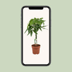 Pachira aquatica (geldboom) – Ø21 cm, 90 cm hoog