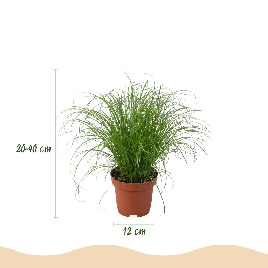 4× Maranta (plante prieuse) avec panier – Ø12 cm, 25 cm de haut