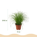 4× Maranta (plante prieuse) avec panier – Ø12 cm, 25 cm de haut