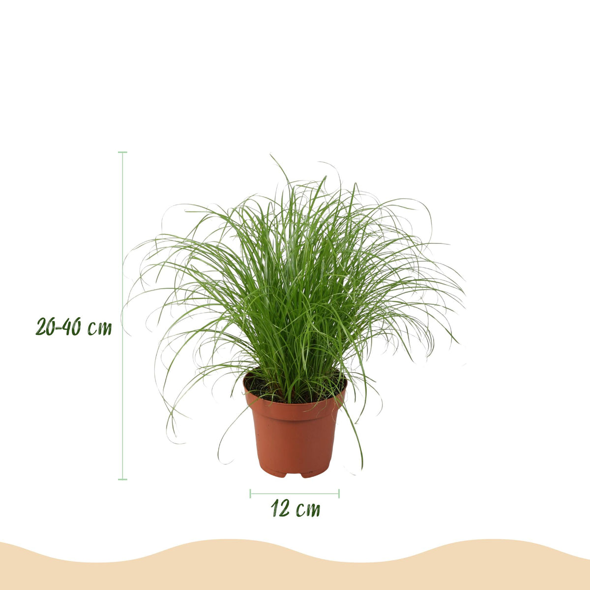 4× Maranta (plante prieuse) avec panier – Ø12 cm, 25 cm de haut