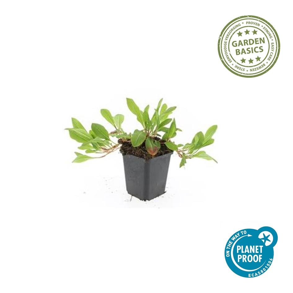 Persicaria aff. 'Darjeeling Red' (knotweed) – 6 plants, Ø9 cm, 10–25 cm high – photo 3