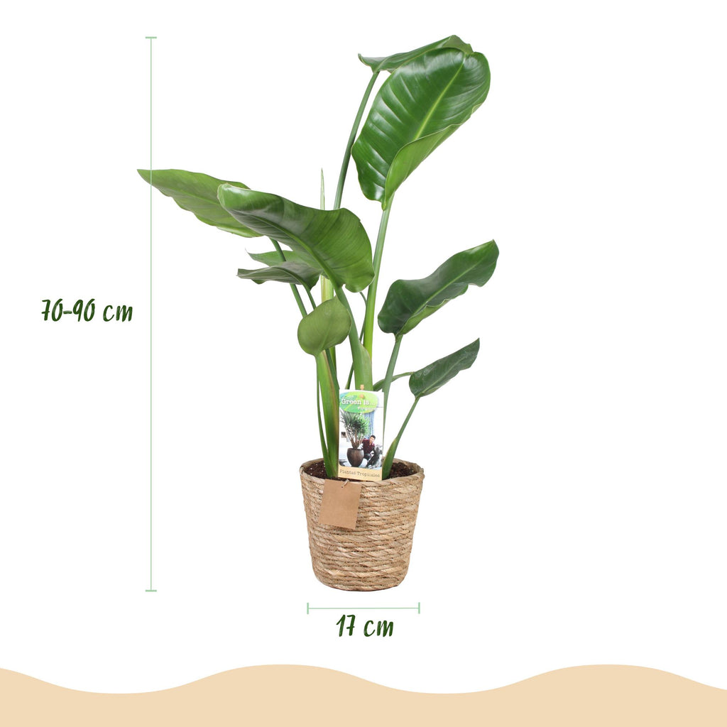 Stelitzia nicolai (Strelitzia) met mand – Ø17 cm, 70–90 cm hoog