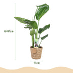 Stelitzia nicolai (Strelitzia) met mand – Ø17 cm, 70–90 cm hoog