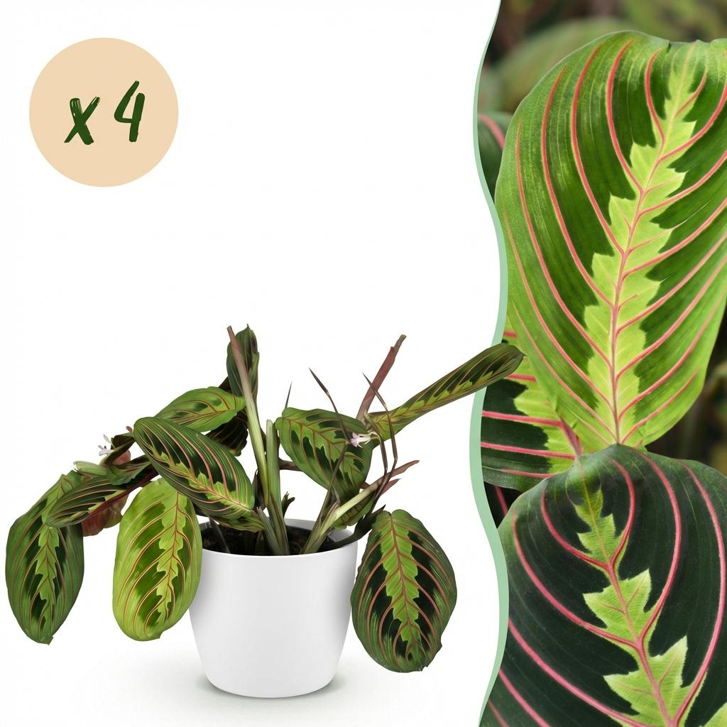 4× Maranta Fascinator Tricolour (bedplant) i Potter-pyntepotte hvid – Ø12 cm, 25 cm høj