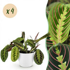 4× Maranta Fascinator Tricolour (bedplant) i Potter-pyntepotte hvid – Ø12 cm, 25 cm høj