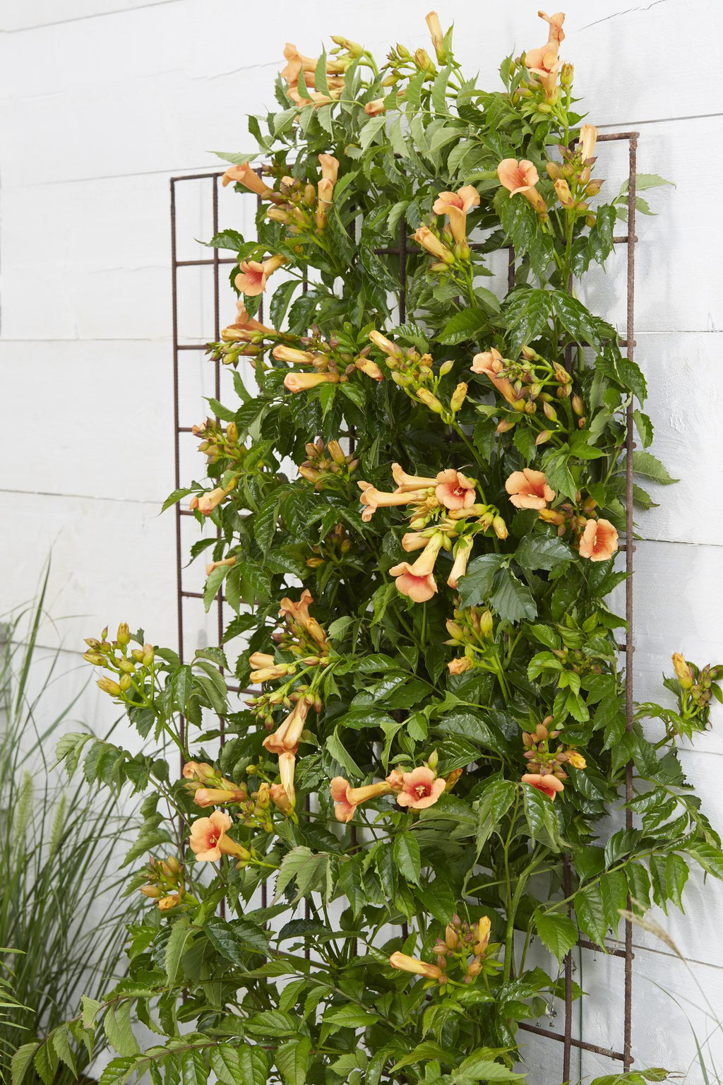 Campsis 'Indian Summer' (orange trumpet flower) – Ø15 cm, 65 cm high – photo 8
