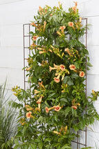Campsis 'Indian Summer' (orange trumpet flower) – Ø15 cm, 65 cm high