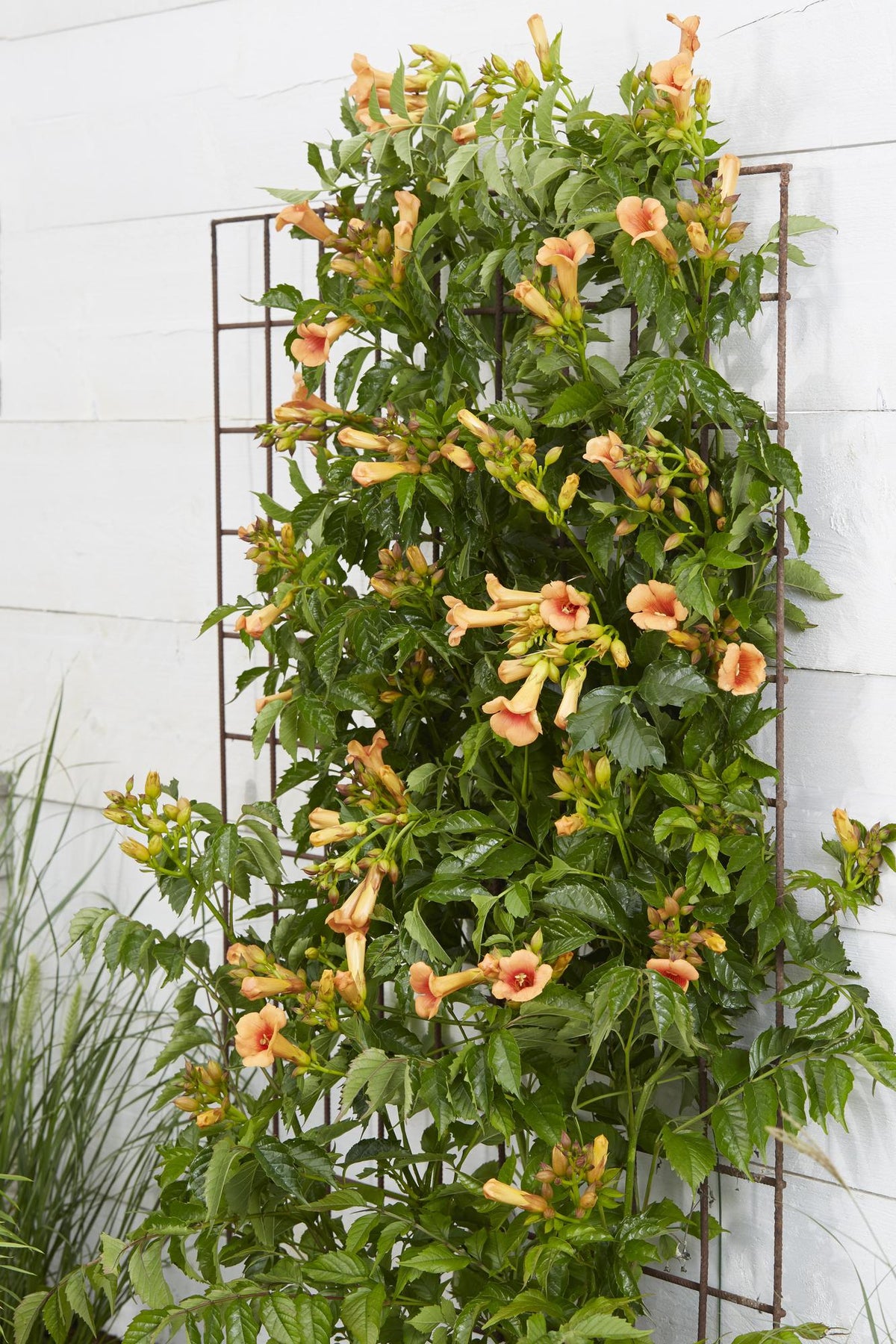 Campsis 'Indian Summer' (orange trumpet flower) – Ø15 cm, 65 cm high – photo 8
