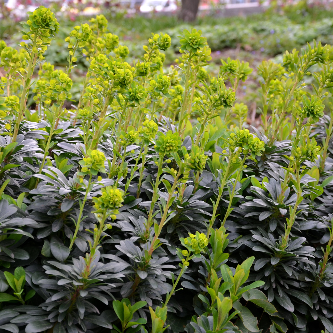 Euphorbia amygdal. 'Robbiae' (asclépiade) – 12 plantes, Ø9 cm, 10–25 cm de haut – photo 8