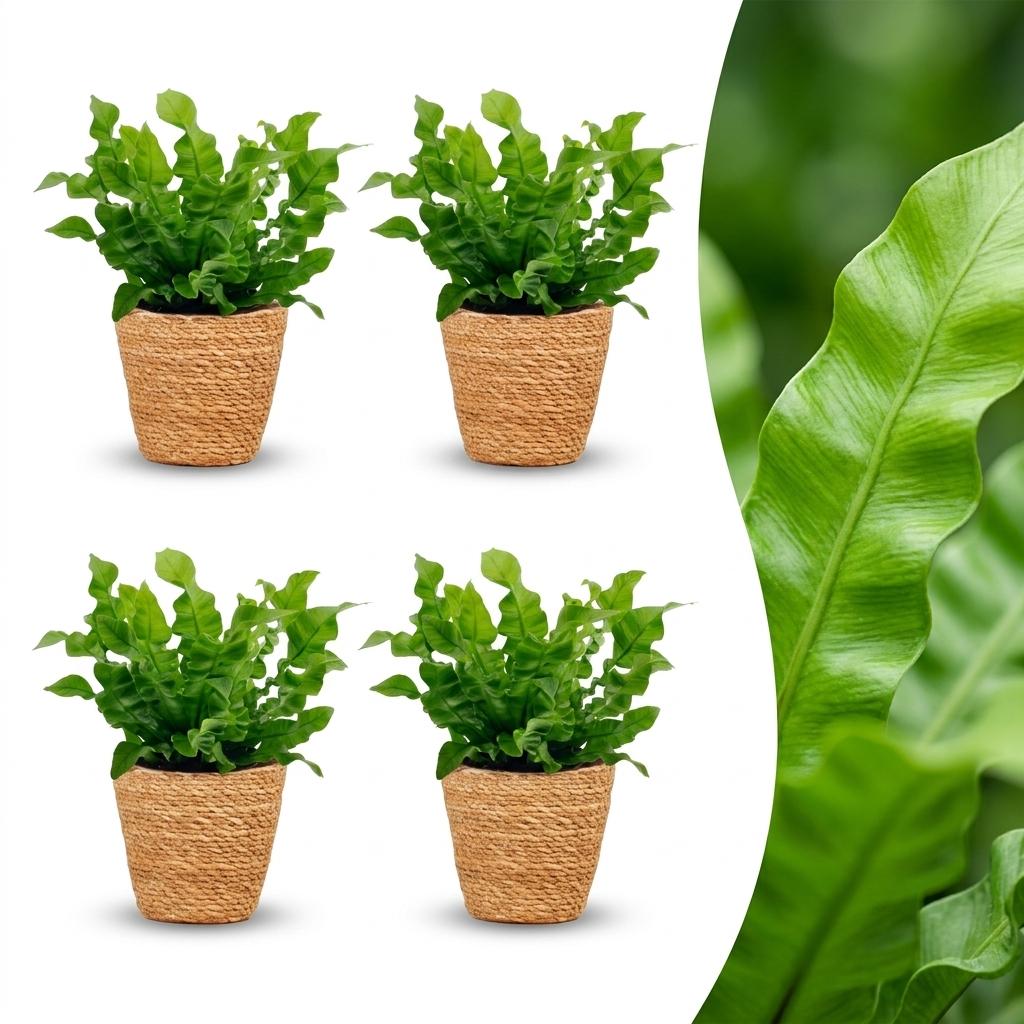 4× Asplenium Crispy Wave (fugleredbreg) med kurv – Ø12 cm, 30 cm høj