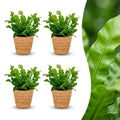 4× Asplenium Crispy Wave (fugleredbreg) med kurv – Ø12 cm, 30 cm høj