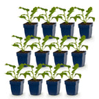 Echinacea purp. 'Magnus' (échinacée) – rose – 12 plantes, Ø11 cm, 15–25 cm de haut