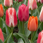 Greigii-Tulpen-Mix (Tulipa greigii) – 15 Blumenzwiebeln (Zwiebelgröße 11/12)