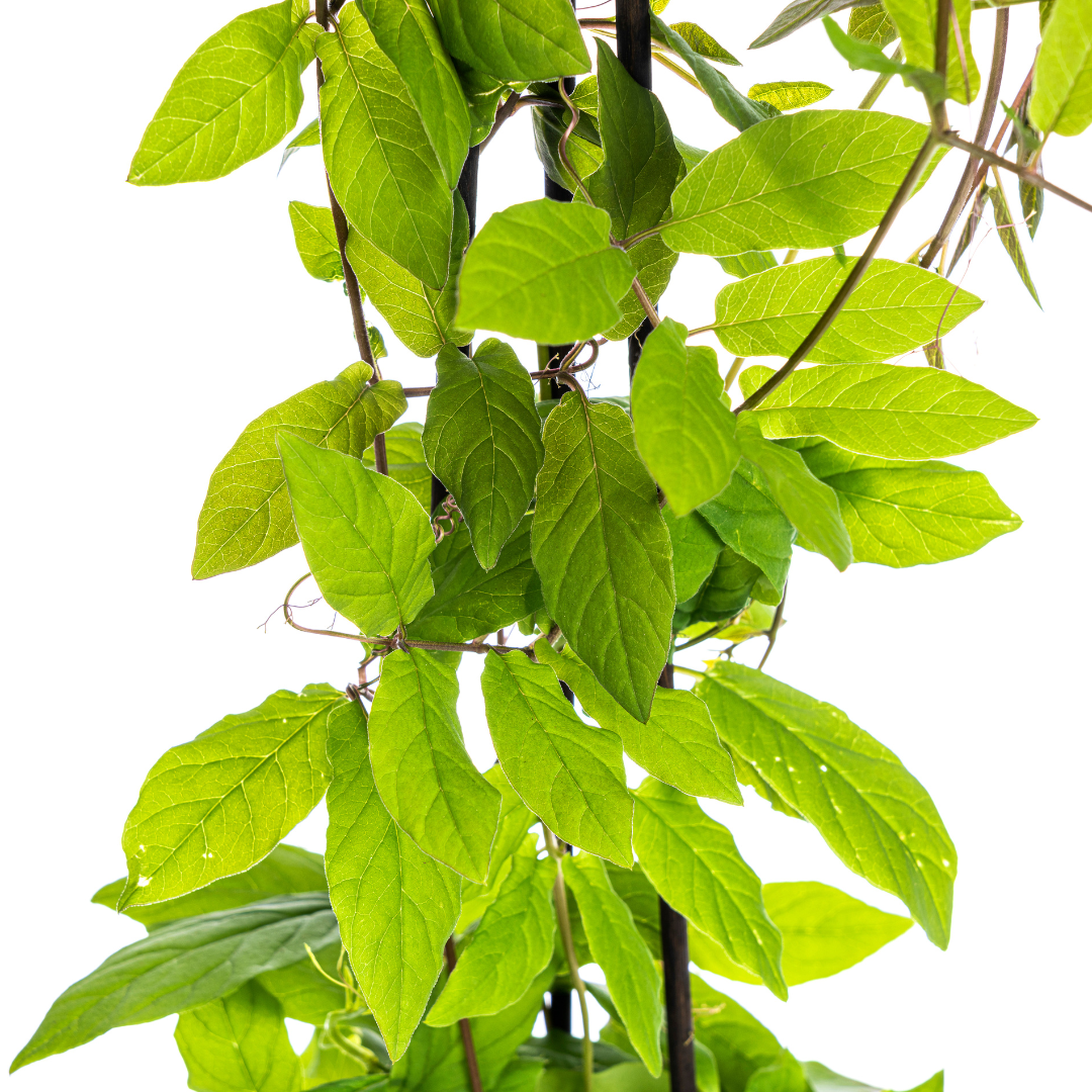 Klokjesrank (Cobaea scandens) – 4 planten, Ø13 cm, 60 cm hoog