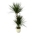 Dracaena marginata (Drachenbaum) im weißen runden Übertopf Vibes Fold – Ø 21 cm, 120 cm hoch