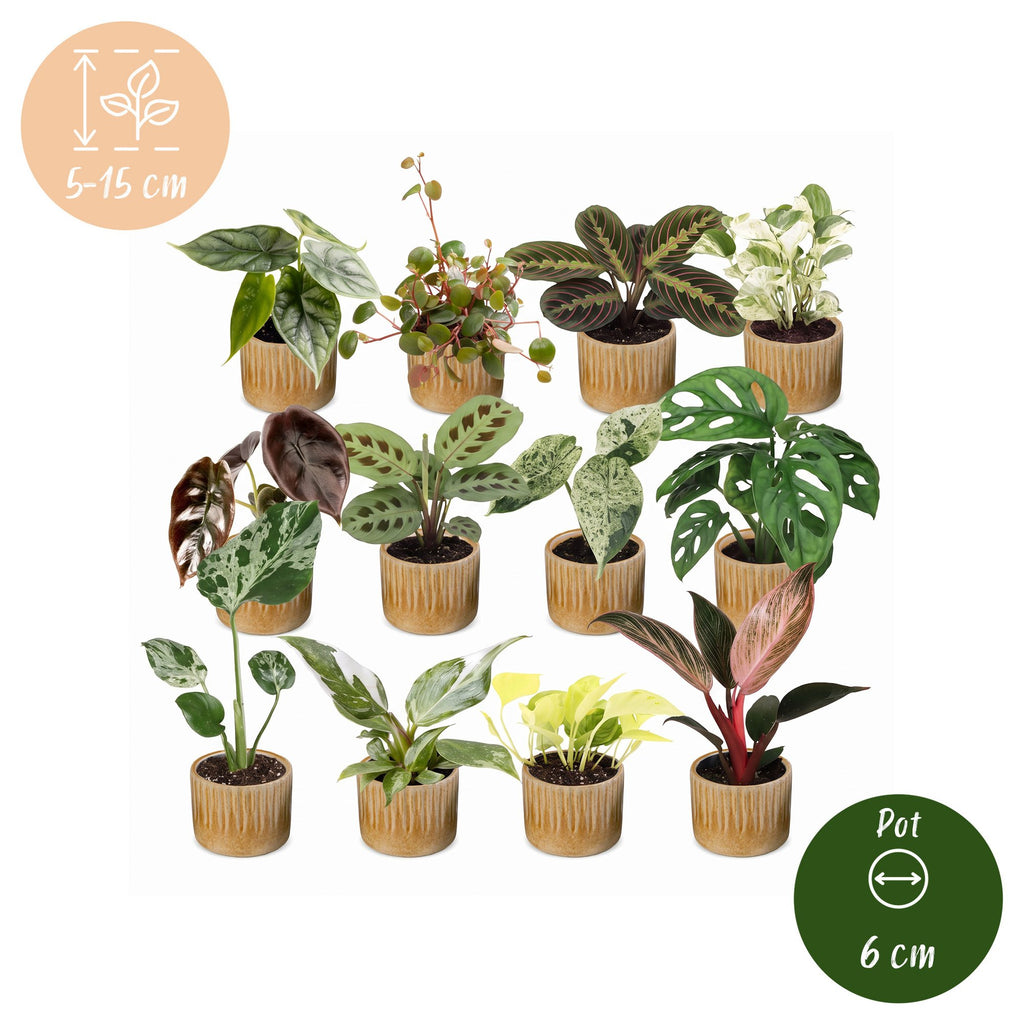 12× Coffret surprise de plantes d’intérieur incl. Linnea Honey – Ø6 cm, 5–15 cm de haut – photo 5