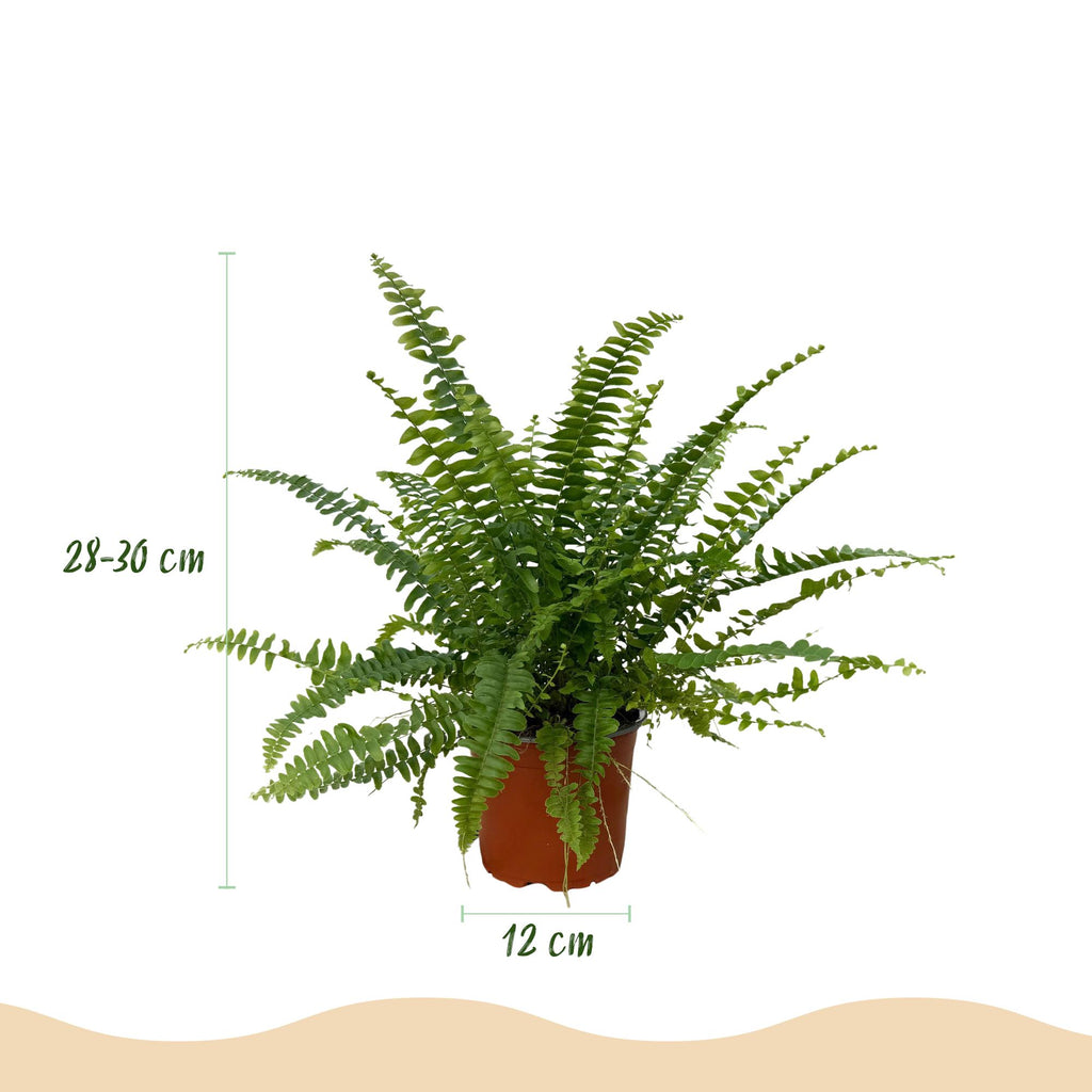 2× Nephrolepis exaltata Green Lady (fougère-épée) avec panier – Ø12 cm, 25 cm de haut
