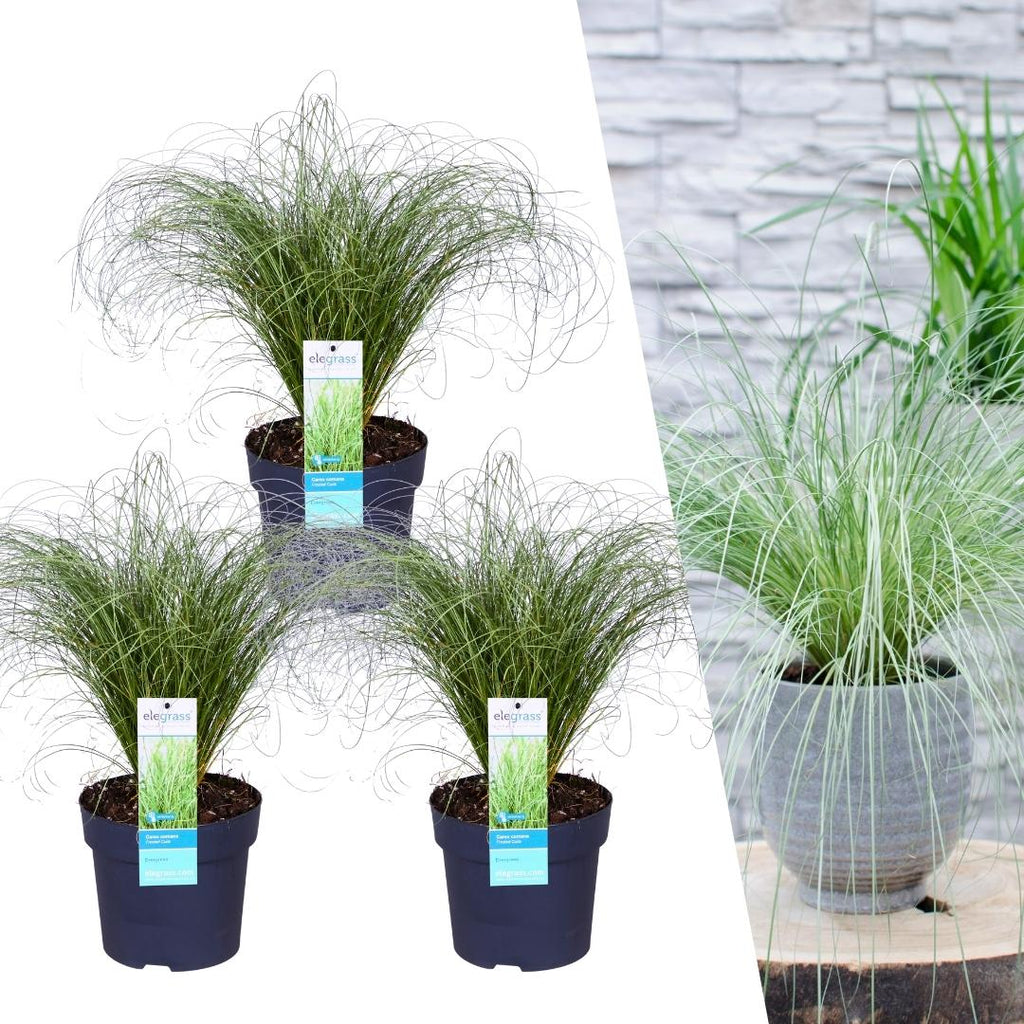 Carex comans 'Frosted Curls' (sedge) – 3 plants, Ø14 cm, 25 cm high – photo 2