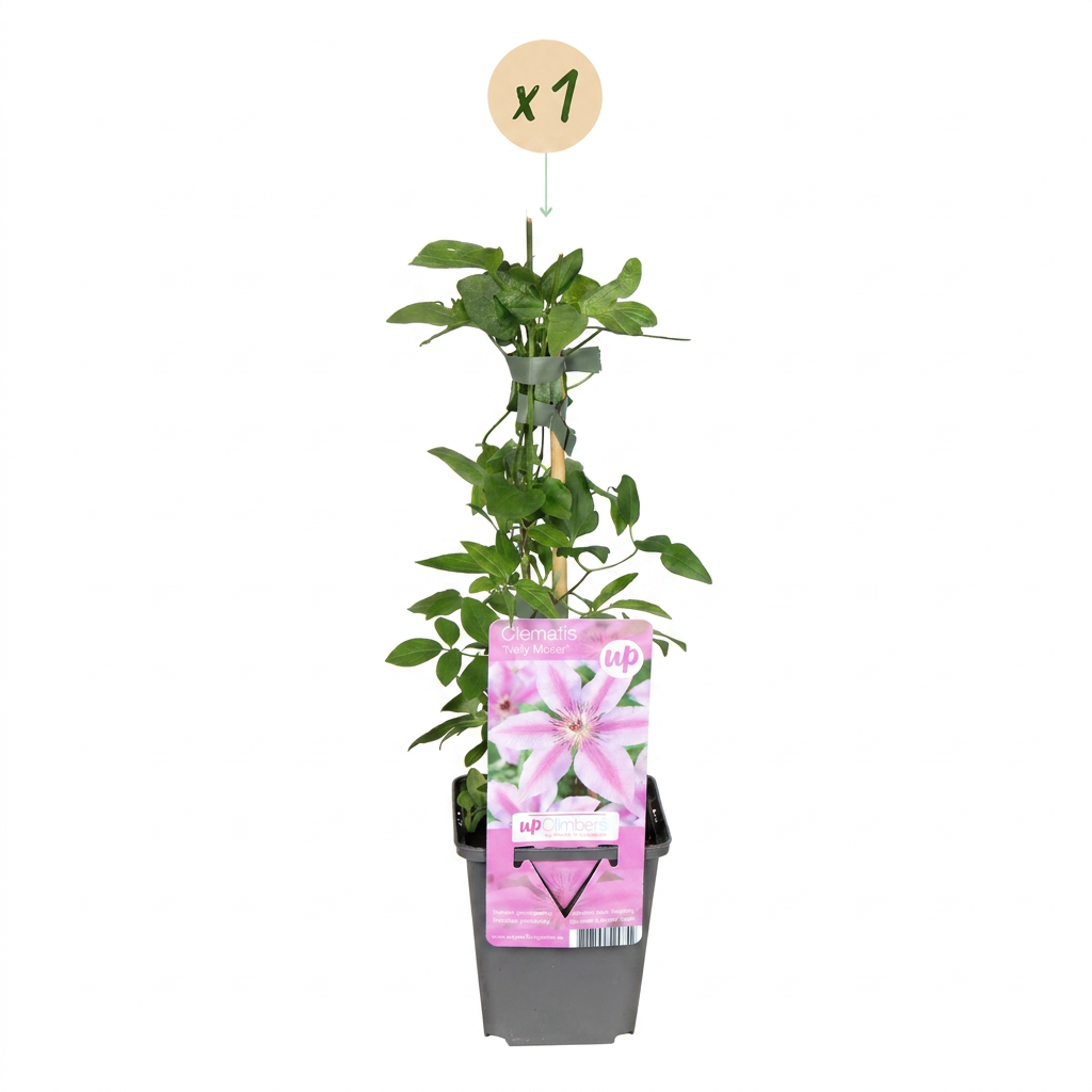 Clematis 'Nelly Moser' (Waldrebe) – weiß-rosa – Ø9 cm, 35 cm hoch – Bild 2