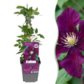 Clematis 'Warszawska Nike' (grimpette) – rouge – 6 plantes, Ø9 cm, 35 cm de haut